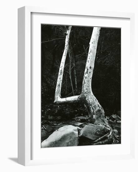 Tree and Rock, 1967-Brett Weston-Framed Photographic Print