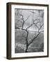 Tree and Rock Wall, Glen Canyon, 1959-Brett Weston-Framed Photographic Print