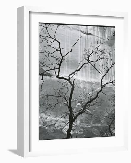 Tree and Rock Wall, Glen Canyon, 1959-Brett Weston-Framed Photographic Print