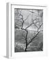 Tree and Rock Wall, Glen Canyon, 1959-Brett Weston-Framed Photographic Print