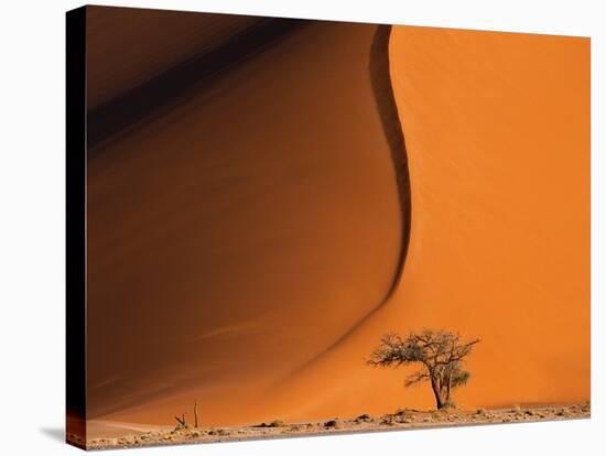 Tree and Sand Dune, Namib Desert-Darrell Gulin-Stretched Canvas