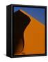 Tree and Sand Dune, Namib Desert-Darrell Gulin-Framed Stretched Canvas