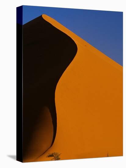 Tree and Sand Dune, Namib Desert-Darrell Gulin-Stretched Canvas