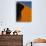 Tree and Sand Dune, Namib Desert-Darrell Gulin-Photographic Print displayed on a wall