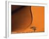 Tree and Sand Dune, Namib Desert-Darrell Gulin-Framed Photographic Print