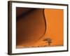 Tree and Sand Dune, Namib Desert-Darrell Gulin-Framed Photographic Print