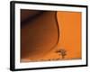 Tree and Sand Dune, Namib Desert-Darrell Gulin-Framed Photographic Print