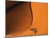 Tree and Sand Dune, Namib Desert-Darrell Gulin-Mounted Photographic Print