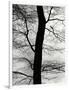 Tree and Sky, Europe, 1971-Brett Weston-Framed Photographic Print