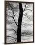 Tree and Sky, Europe, 1971-Brett Weston-Framed Photographic Print