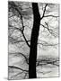 Tree and Sky, Europe, 1971-Brett Weston-Mounted Photographic Print