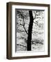 Tree and Sky, Europe, 1971-Brett Weston-Framed Premium Photographic Print