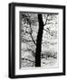 Tree and Sky, Europe, 1971-Brett Weston-Framed Premium Photographic Print