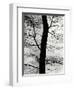 Tree and Sky, Europe, 1971-Brett Weston-Framed Premium Photographic Print