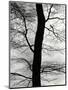 Tree and Sky, Europe, 1971-Brett Weston-Mounted Premium Photographic Print