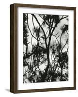 Tree and Snow, 1964-Brett Weston-Framed Photographic Print