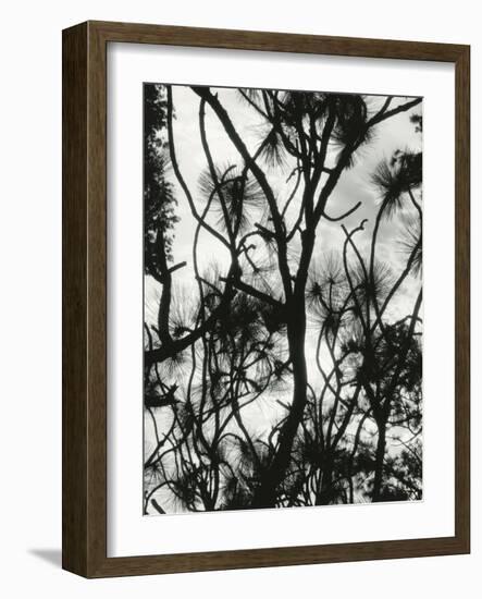 Tree and Snow, 1964-Brett Weston-Framed Photographic Print