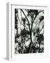 Tree and Snow, 1964-Brett Weston-Framed Photographic Print