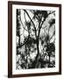 Tree and Snow, 1964-Brett Weston-Framed Photographic Print