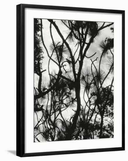 Tree and Snow, 1964-Brett Weston-Framed Photographic Print