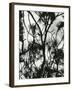 Tree and Snow, 1964-Brett Weston-Framed Photographic Print