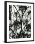 Tree and Snow, 1964-Brett Weston-Framed Photographic Print