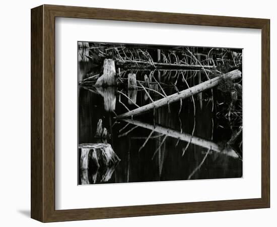 Tree and Water, High Sierra, c.1970-Brett Weston-Framed Photographic Print