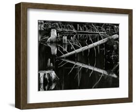 Tree and Water, High Sierra, c.1970-Brett Weston-Framed Photographic Print