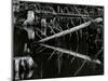 Tree and Water, High Sierra, c.1970-Brett Weston-Mounted Photographic Print