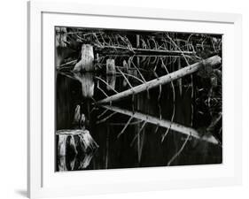 Tree and Water, High Sierra, c.1970-Brett Weston-Framed Photographic Print