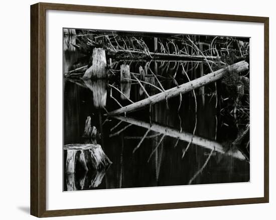 Tree and Water, High Sierra, c.1970-Brett Weston-Framed Photographic Print