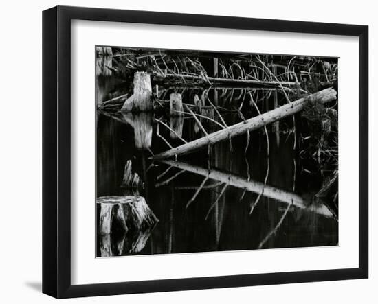 Tree and Water, High Sierra, c.1970-Brett Weston-Framed Premium Photographic Print