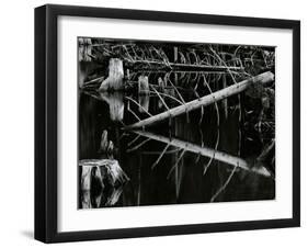 Tree and Water, High Sierra, c.1970-Brett Weston-Framed Premium Photographic Print