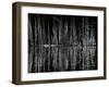 Tree and Water Reflection, High Sierra, c.1960-Brett Weston-Framed Premium Photographic Print