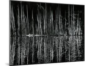 Tree and Water Reflection, High Sierra, c.1960-Brett Weston-Mounted Premium Photographic Print