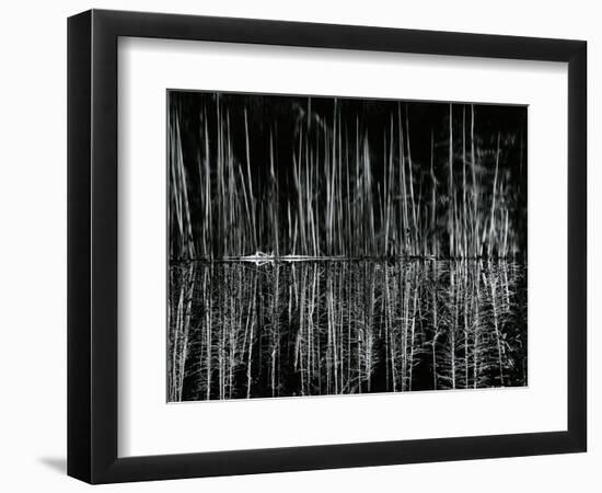 Tree and Water Reflection, High Sierra, c.1960-Brett Weston-Framed Photographic Print