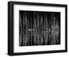 Tree and Water Reflection, High Sierra, c.1960-Brett Weston-Framed Photographic Print