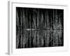 Tree and Water Reflection, High Sierra, c.1960-Brett Weston-Framed Photographic Print