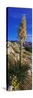 Tree at Anza Borrego Desert State Park, Borrego Springs, California, Usa-null-Stretched Canvas