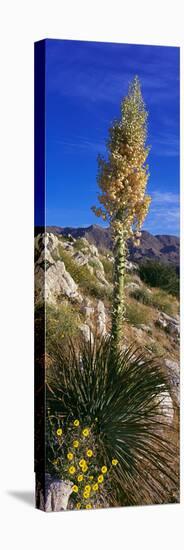 Tree at Anza Borrego Desert State Park, Borrego Springs, California, Usa-null-Stretched Canvas