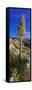 Tree at Anza Borrego Desert State Park, Borrego Springs, California, Usa-null-Framed Stretched Canvas