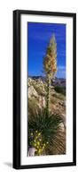 Tree at Anza Borrego Desert State Park, Borrego Springs, California, Usa-null-Framed Photographic Print