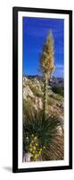 Tree at Anza Borrego Desert State Park, Borrego Springs, California, Usa-null-Framed Photographic Print