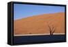 Tree at Deadvlei-jlombard-Framed Stretched Canvas