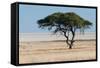 Tree at Etosha Pan-Ivana Tacikova-Framed Stretched Canvas