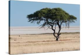 Tree at Etosha Pan-Ivana Tacikova-Stretched Canvas