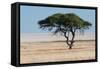 Tree at Etosha Pan-Ivana Tacikova-Framed Stretched Canvas