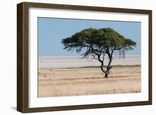 Tree at Etosha Pan-Ivana Tacikova-Framed Photographic Print