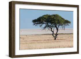 Tree at Etosha Pan-Ivana Tacikova-Framed Photographic Print