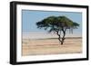 Tree at Etosha Pan-Ivana Tacikova-Framed Photographic Print